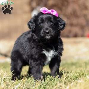 Godiva, Mini Goldendoodle Puppy