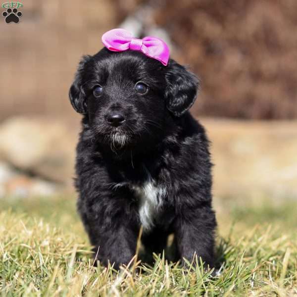 Godiva, Mini Goldendoodle Puppy