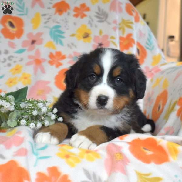 Goose, Bernese Mountain Dog Puppy