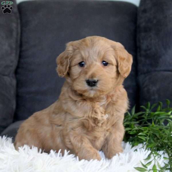 Grace, Mini Goldendoodle Puppy