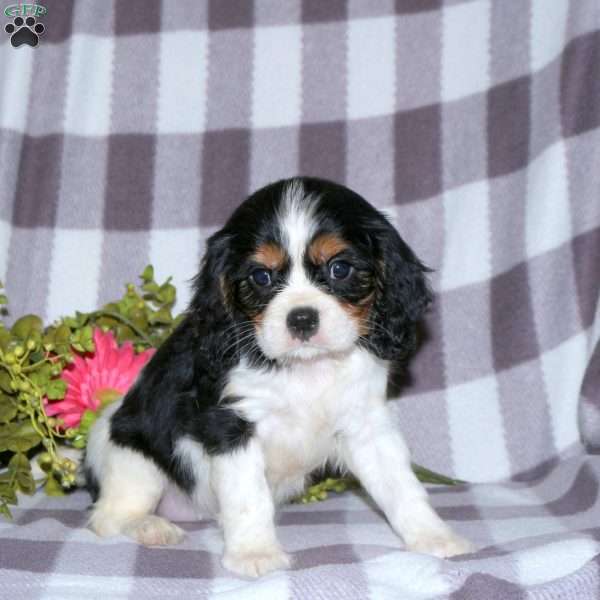 Grace, Cavalier King Charles Spaniel Puppy