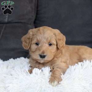 Grace, Mini Goldendoodle Puppy