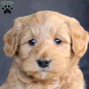 Grace, Mini Goldendoodle Puppy