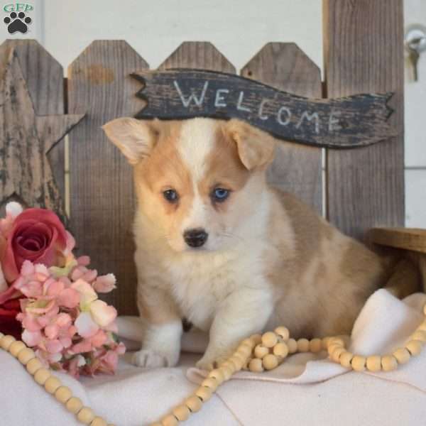 Gracie, Pembroke Welsh Corgi Puppy