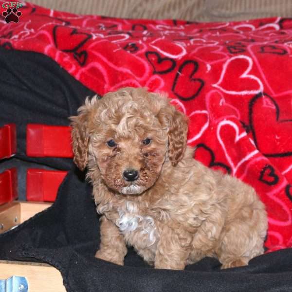 Gracie, Mini Goldendoodle Puppy