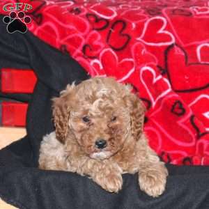 Gracie, Mini Goldendoodle Puppy