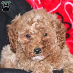 Gracie, Mini Goldendoodle Puppy