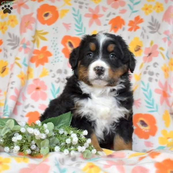 Graham, Bernese Mountain Dog Puppy