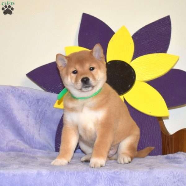 Graham, Shiba Inu Puppy