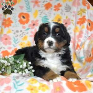 Graham, Bernese Mountain Dog Puppy