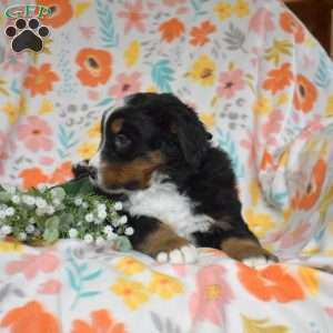 Graham, Bernese Mountain Dog Puppy