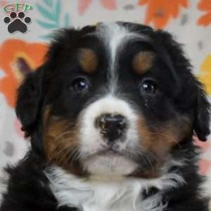 Graham, Bernese Mountain Dog Puppy