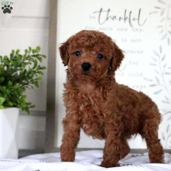 Graham, Miniature Poodle Puppy