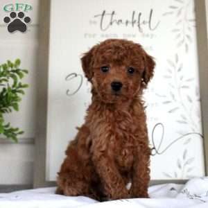 Graham, Miniature Poodle Puppy