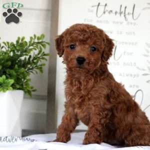 Graham, Miniature Poodle Puppy