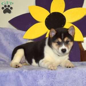 Granola, Shiba Inu Puppy