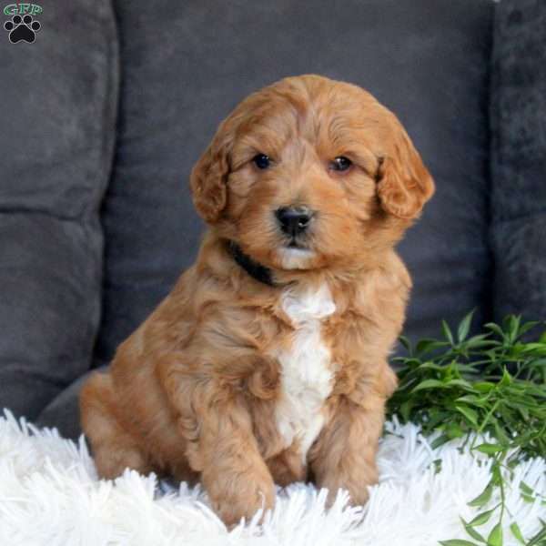 Grant, Mini Goldendoodle Puppy