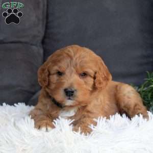 Grant, Mini Goldendoodle Puppy