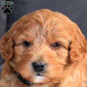 Grant, Mini Goldendoodle Puppy