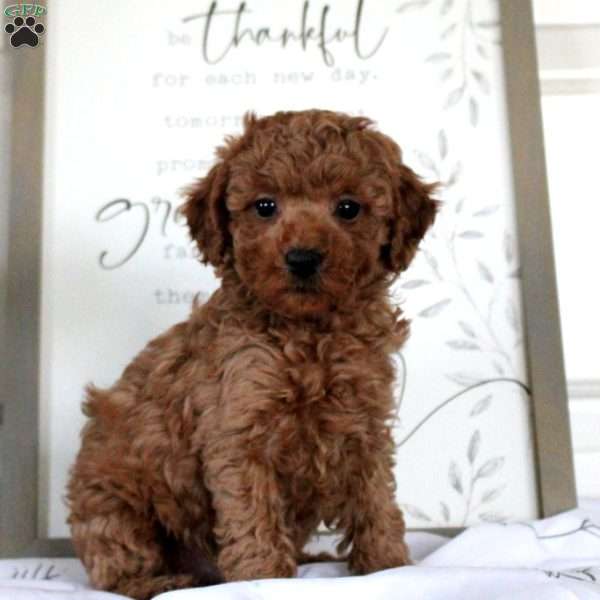 Grayson, Miniature Poodle Puppy