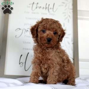 Grayson, Miniature Poodle Puppy