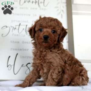 Grayson, Miniature Poodle Puppy