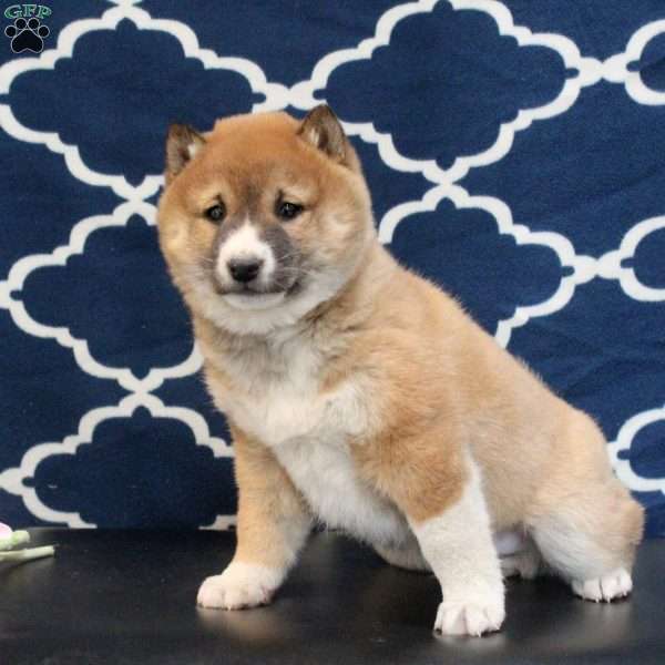 Greg, Shiba Inu Puppy