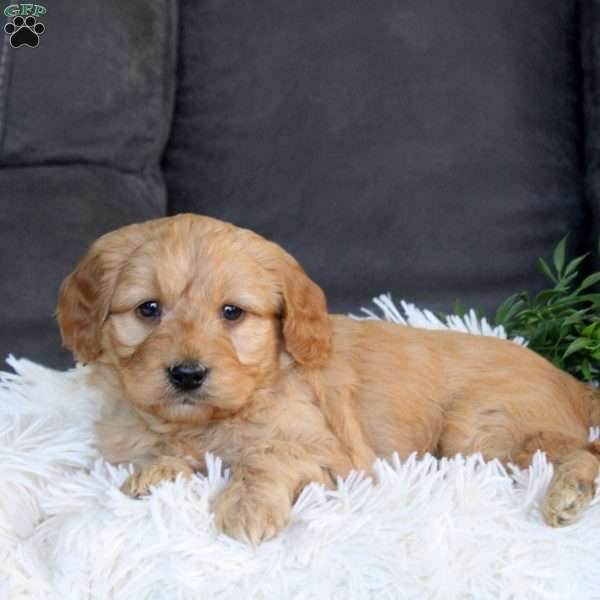 Greg, Mini Goldendoodle Puppy