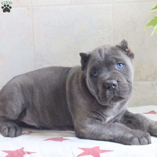 Greg, Cane Corso Puppy