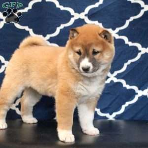 Greg, Shiba Inu Puppy