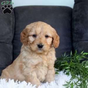 Greg, Mini Goldendoodle Puppy