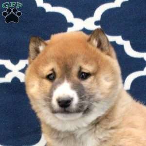 Greg, Shiba Inu Puppy