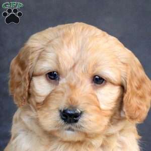 Greg, Mini Goldendoodle Puppy