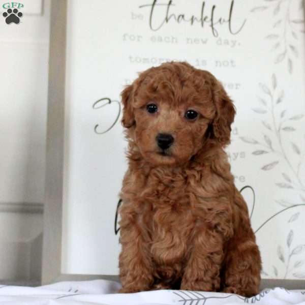 Gregory, Miniature Poodle Puppy