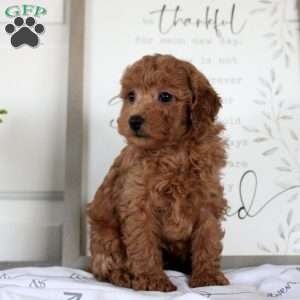 Gregory, Miniature Poodle Puppy