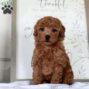 Gregory, Miniature Poodle Puppy