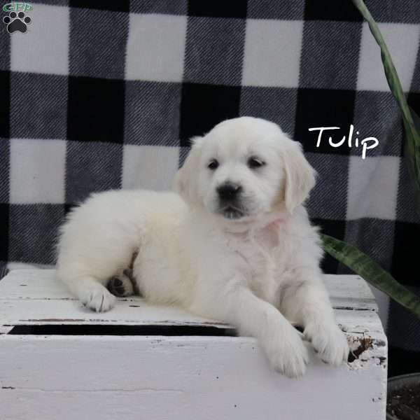 Tulip, English Cream Golden Retriever Puppy