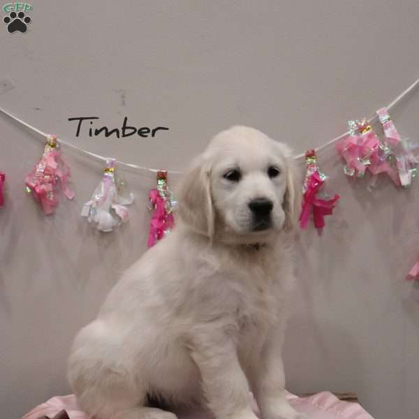 Timber, English Cream Golden Retriever Puppy