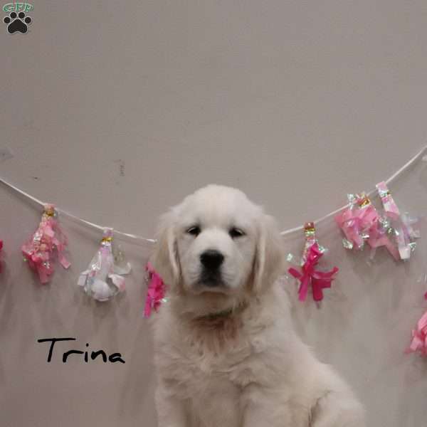 Trina, English Cream Golden Retriever Puppy