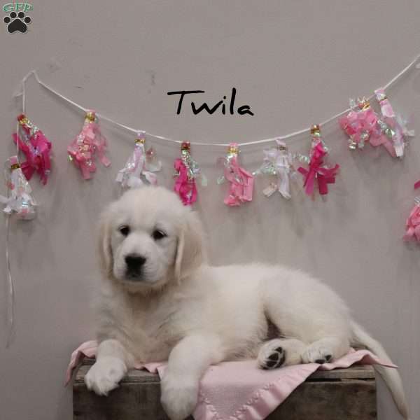 Twila, English Cream Golden Retriever Puppy