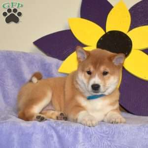 Grits, Shiba Inu Puppy