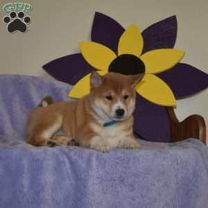 Grits, Shiba Inu Puppy