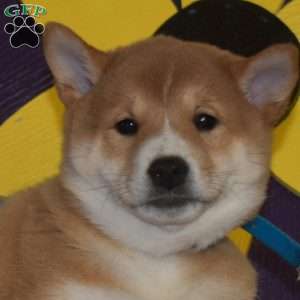 Grits, Shiba Inu Puppy