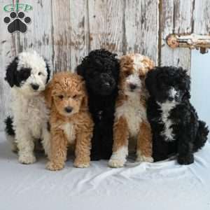 Leah, Mini Sheepadoodle Puppy