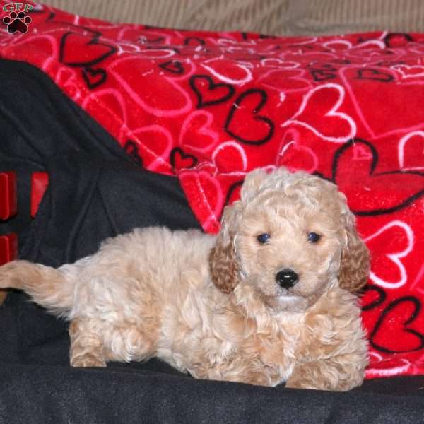 Grover, Mini Goldendoodle Puppy