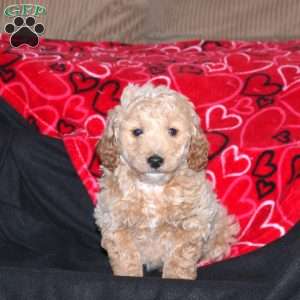 Grover, Mini Goldendoodle Puppy