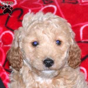 Grover, Mini Goldendoodle Puppy