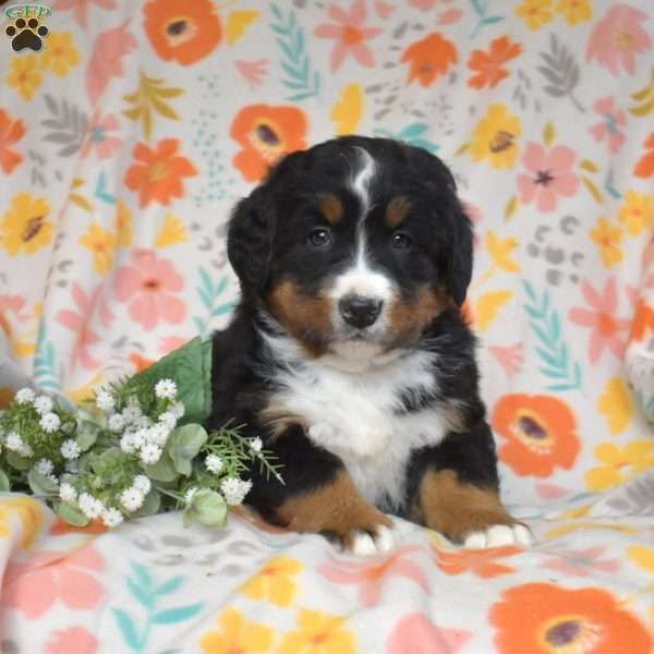 Gumbo, Bernese Mountain Dog Puppy