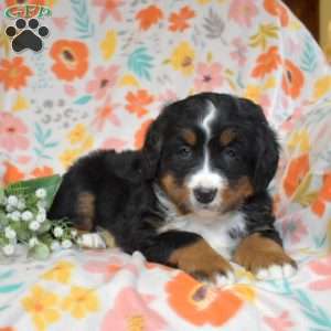 Gumbo, Bernese Mountain Dog Puppy