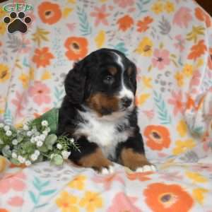 Gumbo, Bernese Mountain Dog Puppy